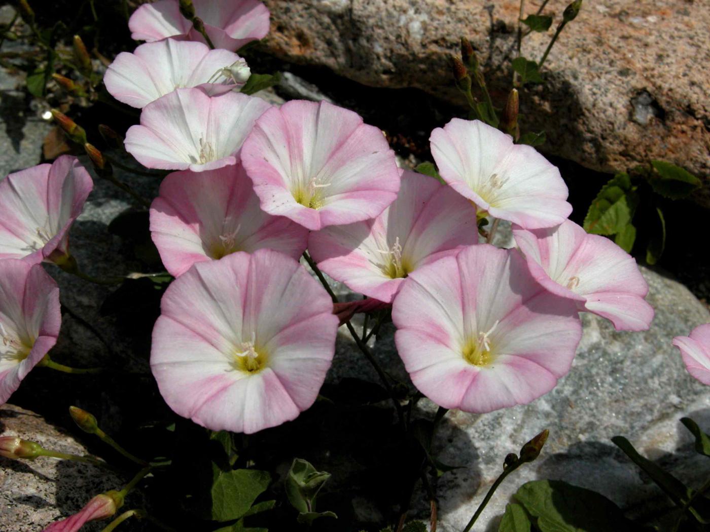 Bindweed, Lesser flower